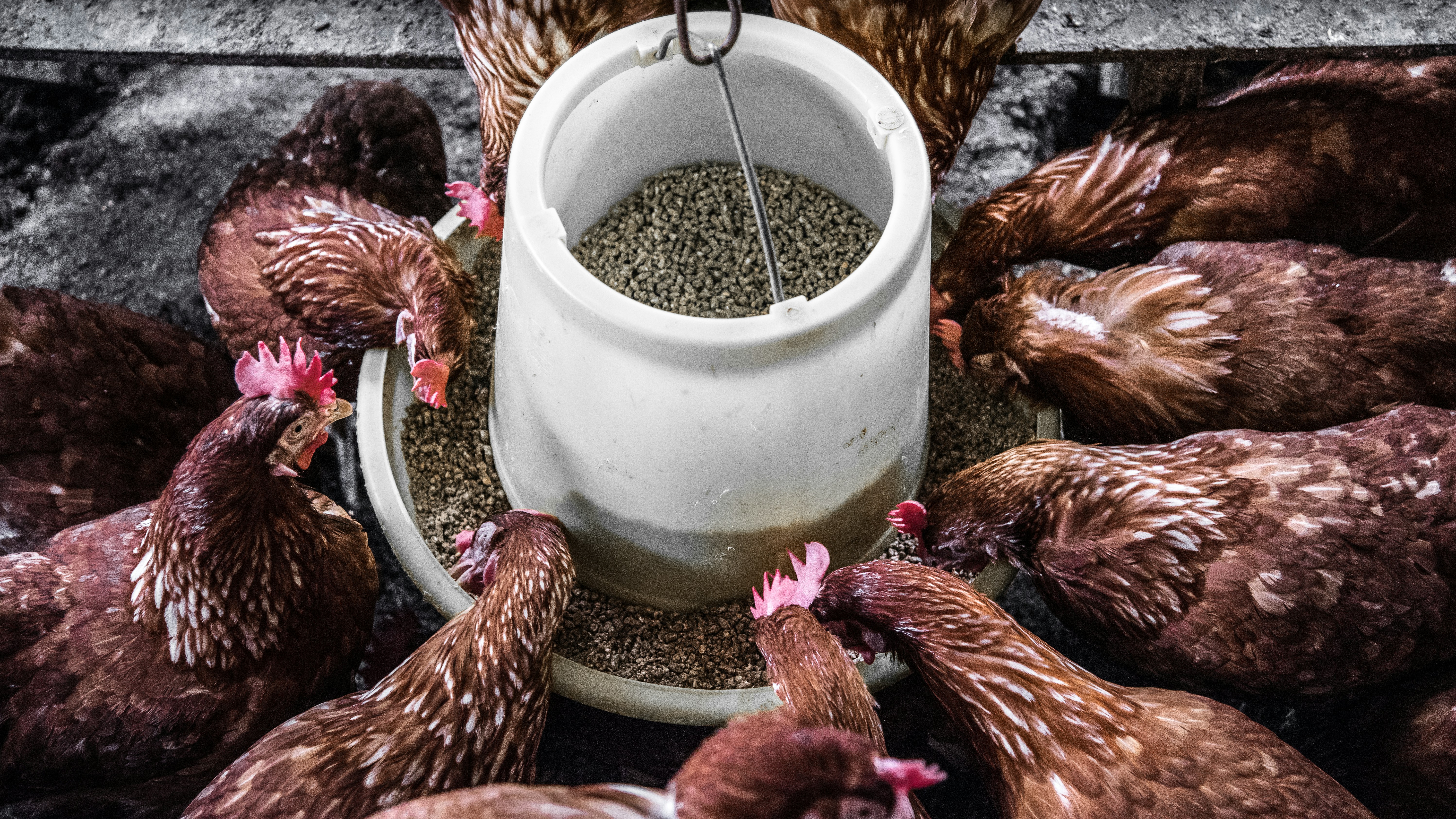 Animal Feed Ingredients